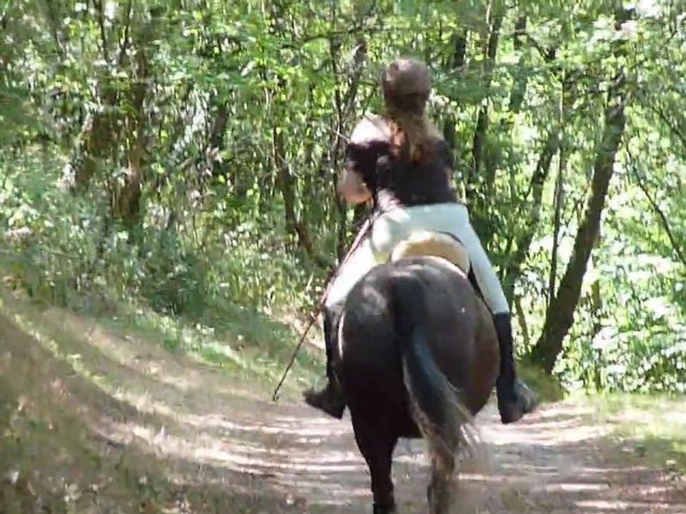 Petit Trotting dans les bois
