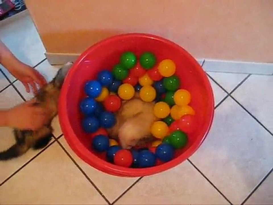 domino dans la piscine