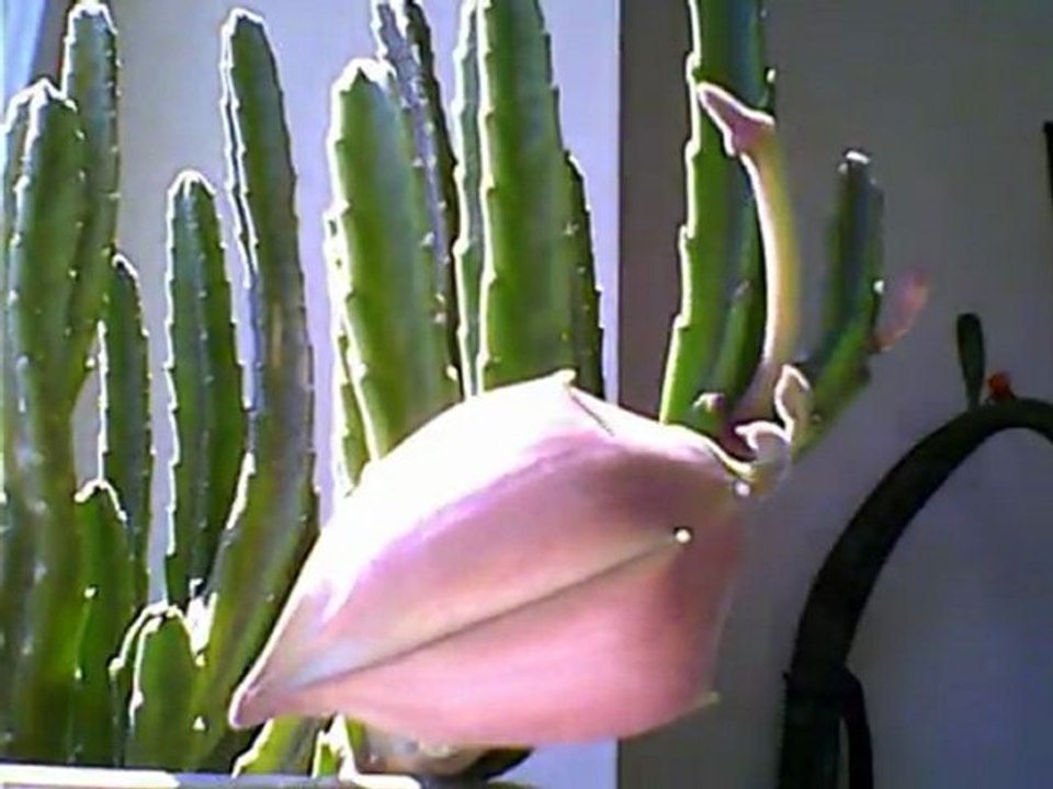 Aasblume