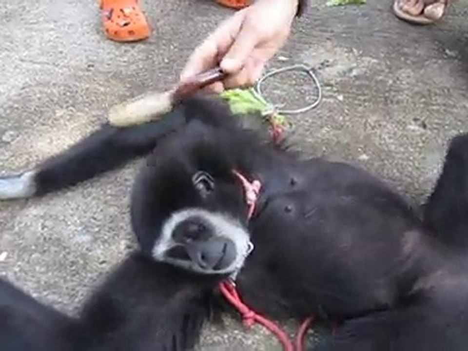 le singe