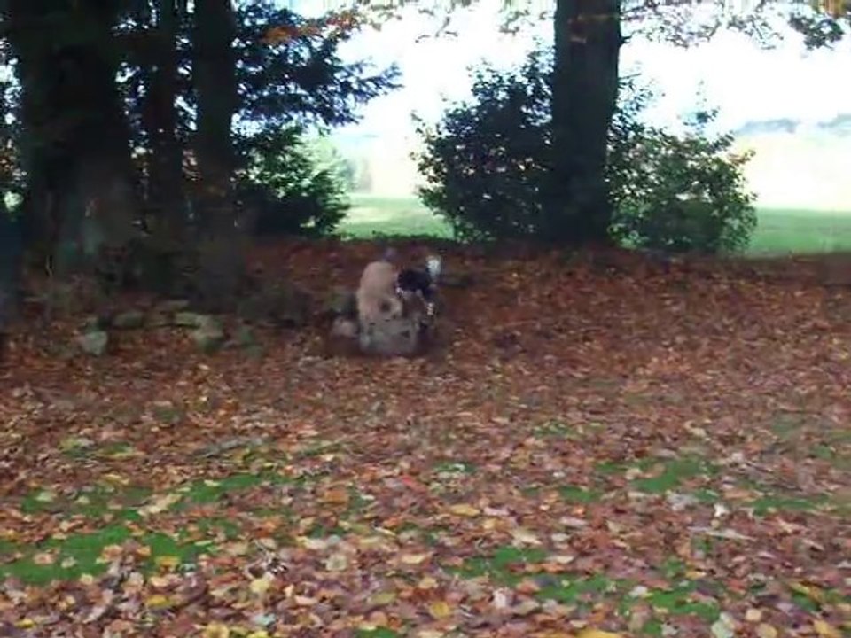 Dingle et Edy dans le jardin