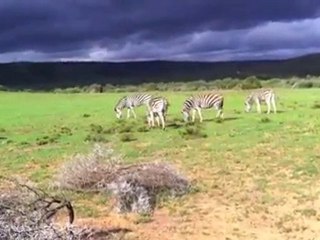 World's First Wildlife Documentary shot with an iPhone