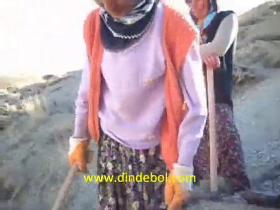 Ağaç dikimi
