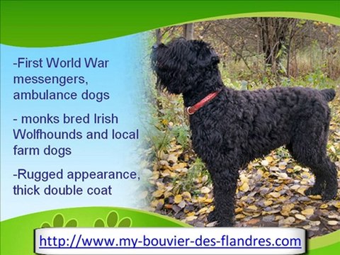 The Bouvier des Flandres