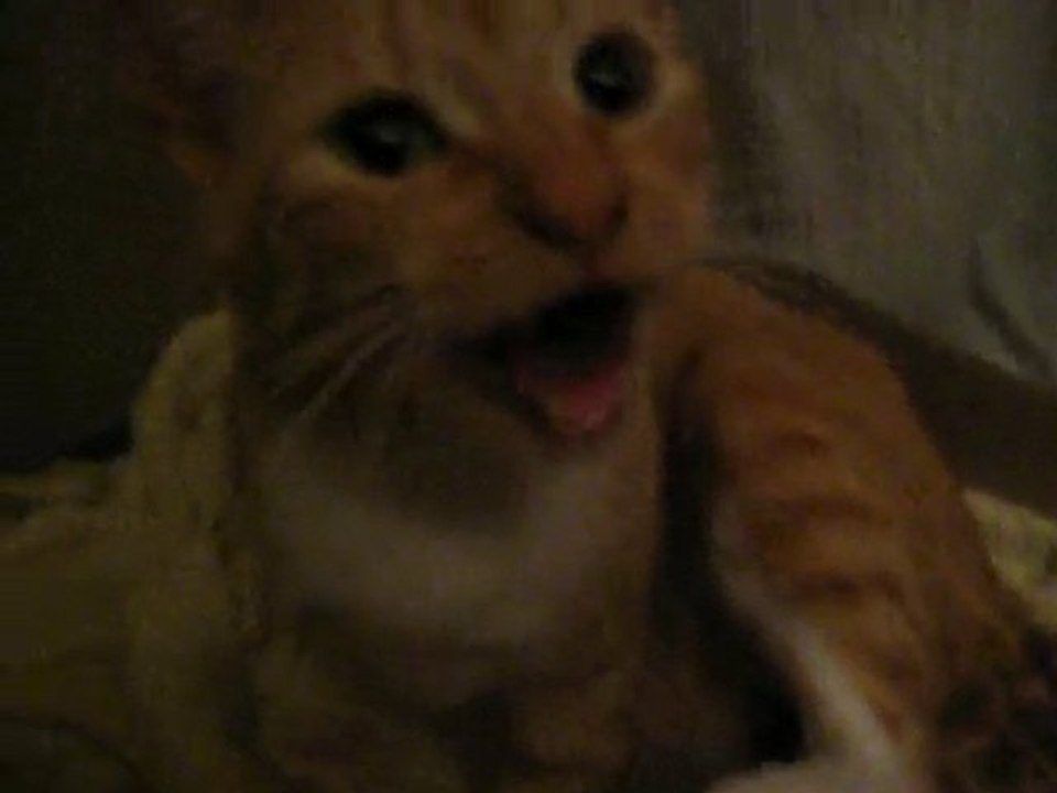 Mise bas de chatons en direct; Nacimiento de gatitos en vivo