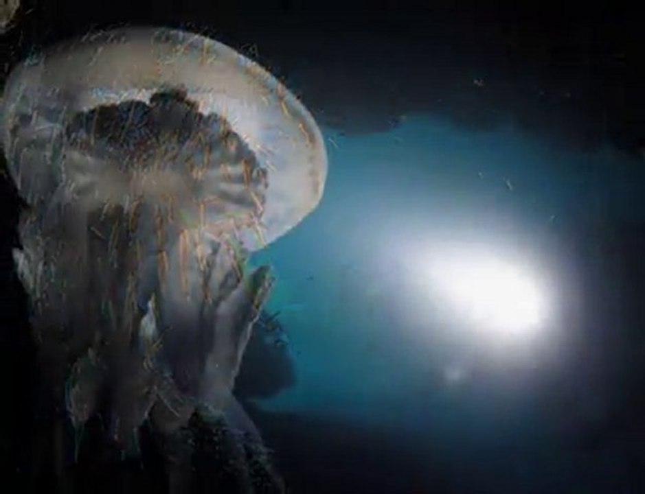 Тайны подводного мира