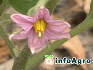 Cómo cultivar berenjenas. 2ª parte