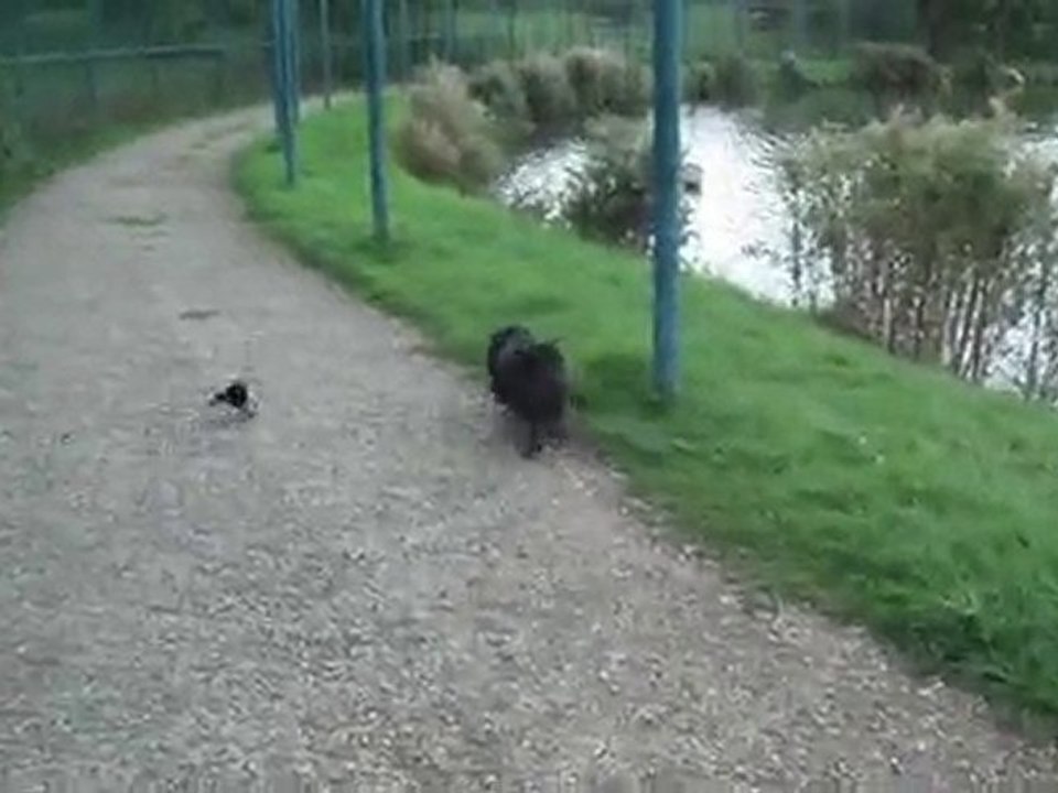 La pie et son copain le chien 3