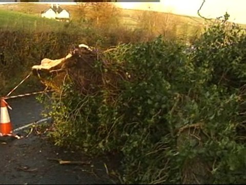Woman impaled by tree dies