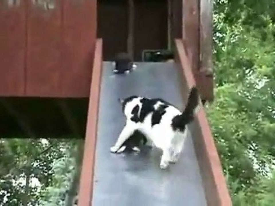 Un petit chat qui fait du toboggan