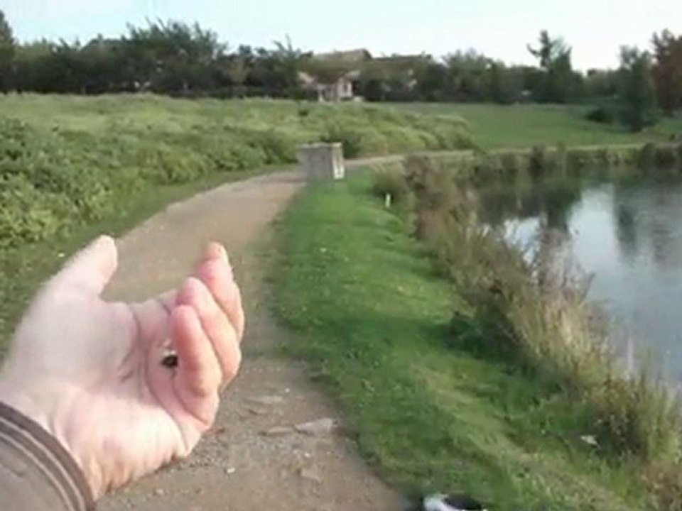 Sortir avec son chien et avec sa pie 2