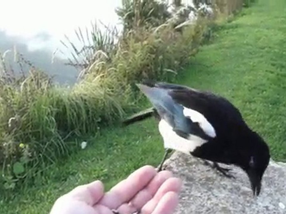 Sortir avec son chien et avec sa pie 3