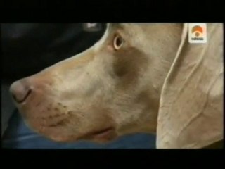 Psicologia canina: Ansiedad por separacion