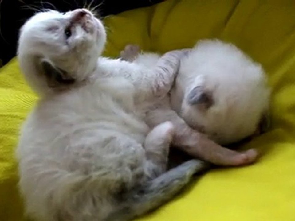 Les bibis d'Elfy 4
