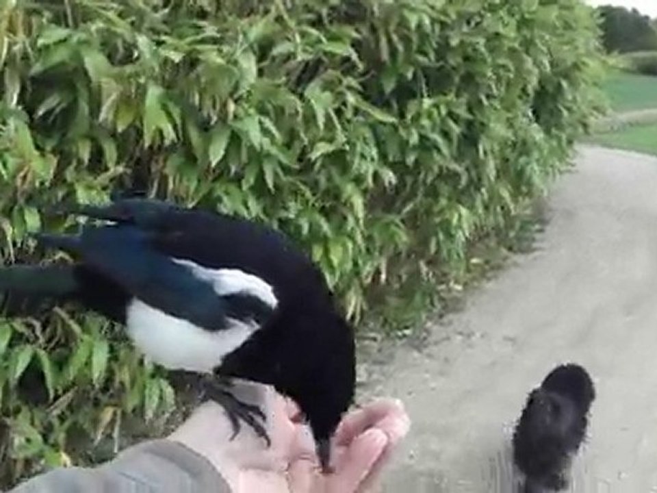 Sortir avec son chien et avec sa pie 4