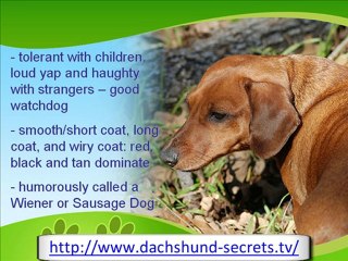 The Cute Hot Dog Daschund