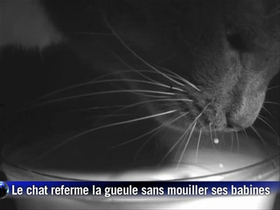 Le secret des chats pour laper... sans se mouiller