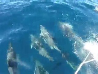 Balet de Dauphins.m4v