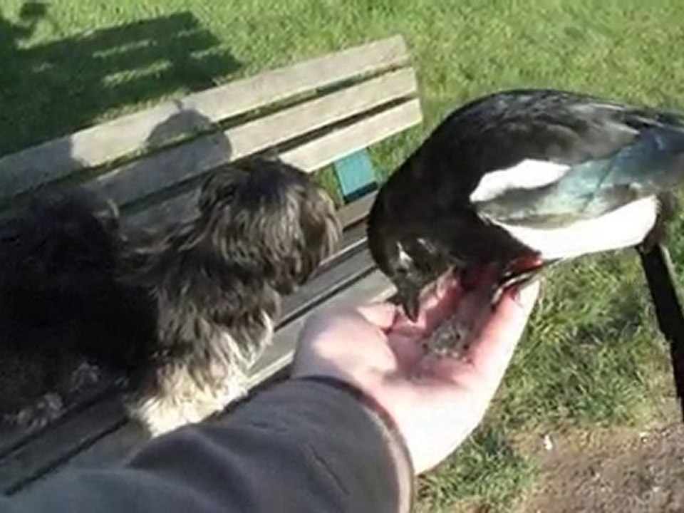 La pie joue avec son copain le chien