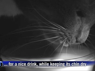 Scientists using video reveal mechanics behind cat lapping