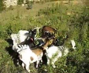 Minis savourent la vigne avec Fleur à mes côtés