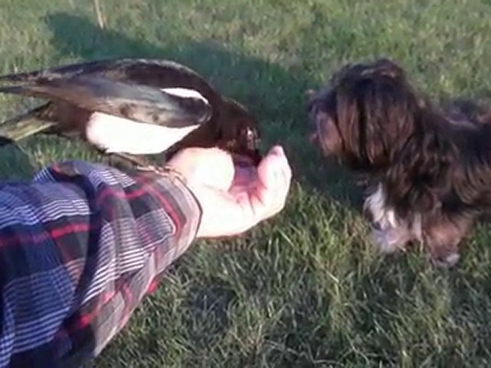 La pie et son copain le chien 4