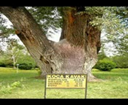 Aşık Hasan Tokat Sarması ( Ş.Y )