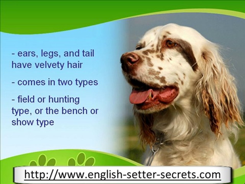 The History of The English Setter