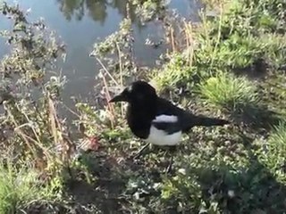 Si la pie cache des graines, l'hiver va être rigoureux