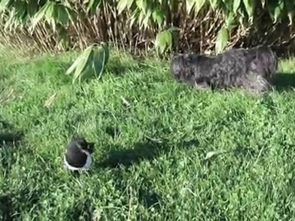 La pie joue avec son copain le chien 2