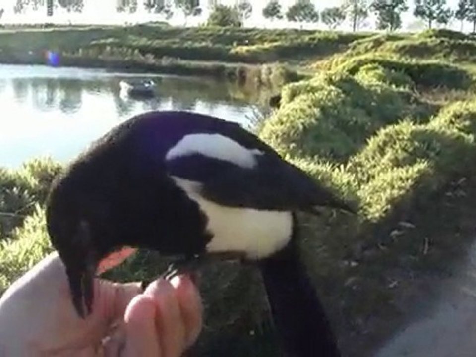 Sortir avec son chien et avec sa pie 5