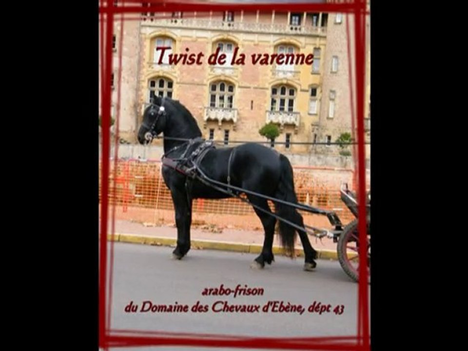 Attelage Arabo-frison Twist et Sébastien Mourier