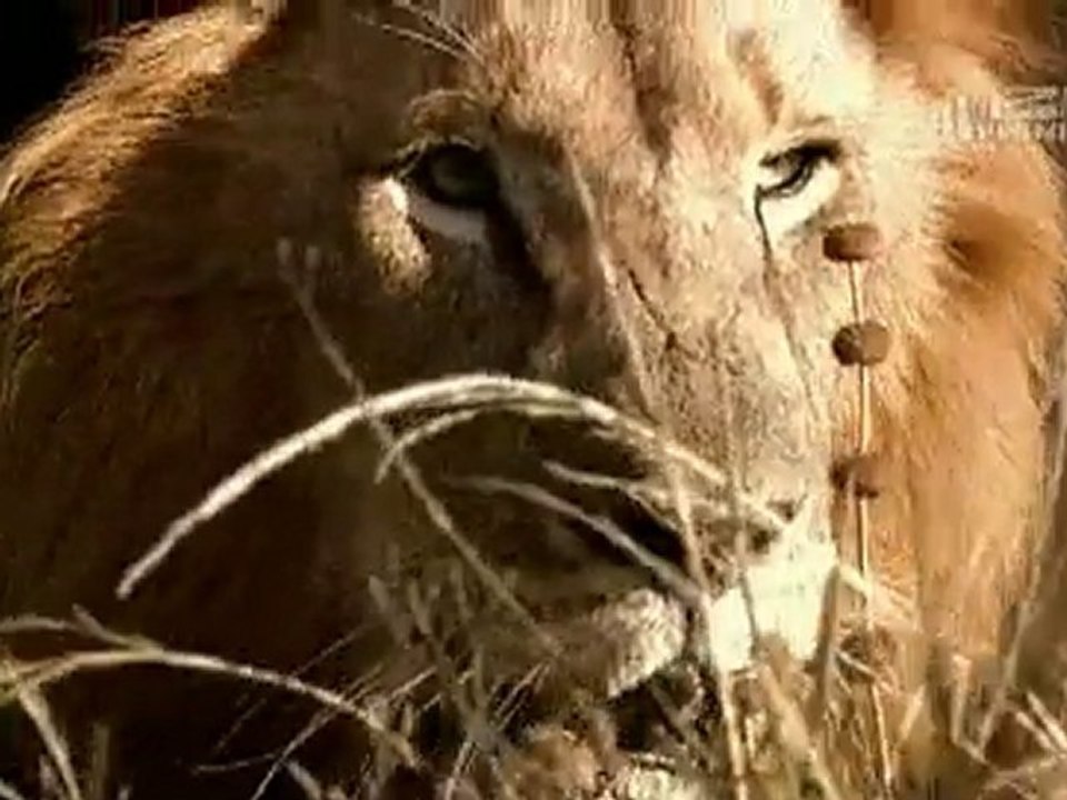 WTF: Lion Attacks Preacher