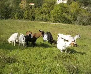 Mes minis paturent par une magnifique après-midi...