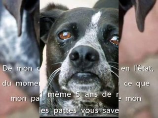 Bouli un tit Coeur sur pattes