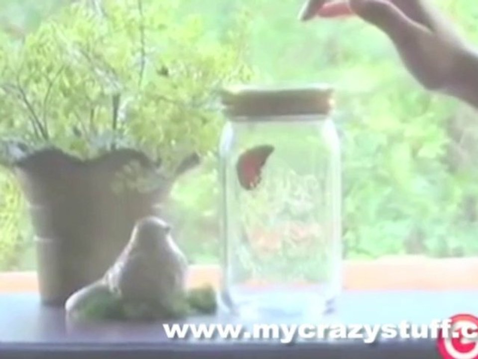 Bocal à papillon magique Mybutterfly - Mycrazystuff.com