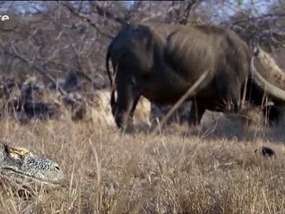 Komodo Dragon VS Buffalo