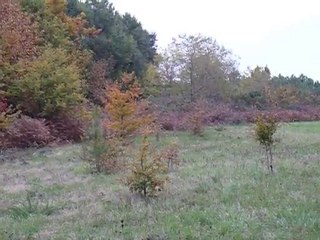 journée chasse du 01 novembre 2010 031