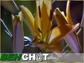 Smile by Connie Talbot - Winter Light