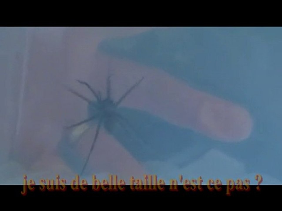 votez pour moi l' araignée