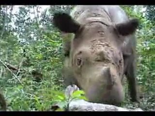 rhinoceros de Sumatra