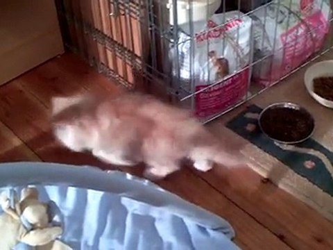 chatterie de l'antre de chrystal chatons 2010 n°2