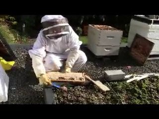 10-10-13 Senga's Vlog - How To Winterize Bee Hives?