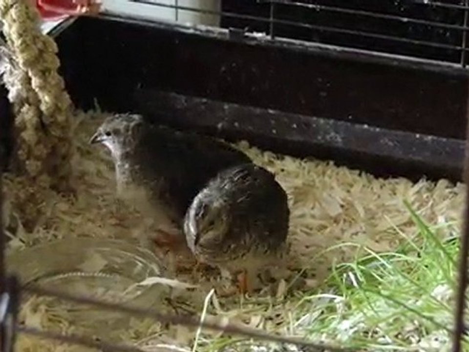 Les cailles et les câlins ...