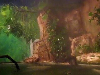 UNE BALADE DANS LES TROPIQUES