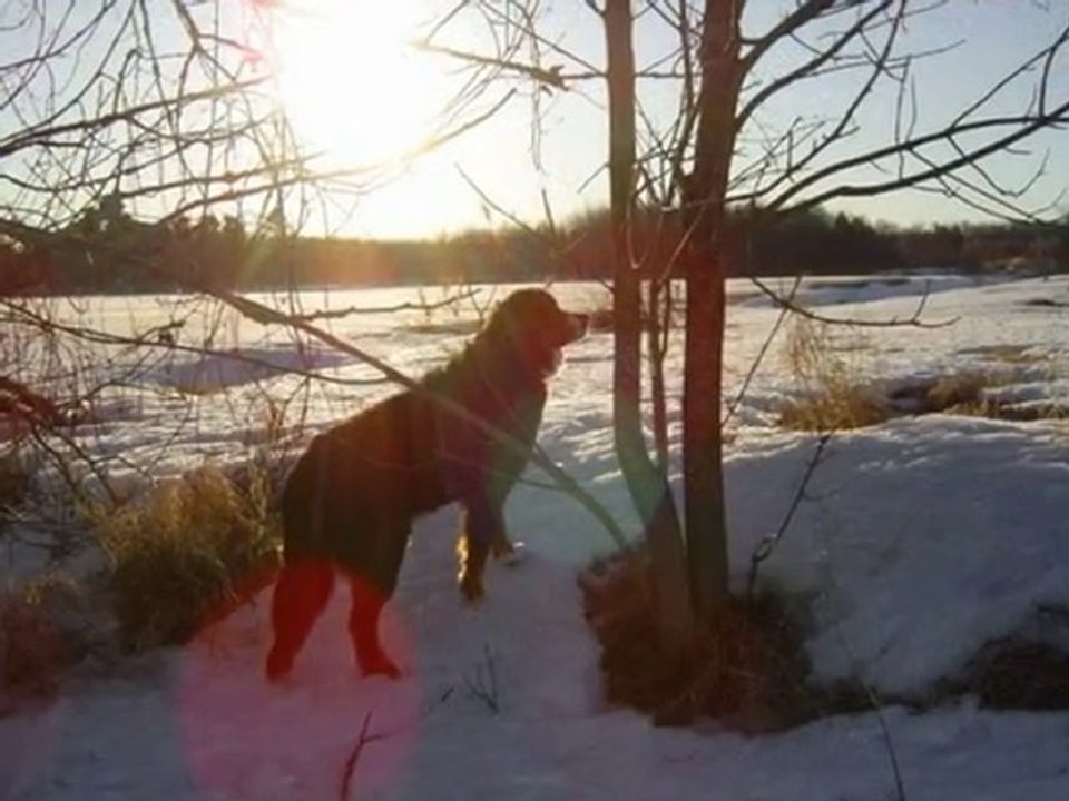 Promenade avec mystie mars 2010