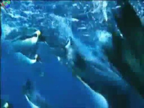 Vox Angeli - Paradis Blanc