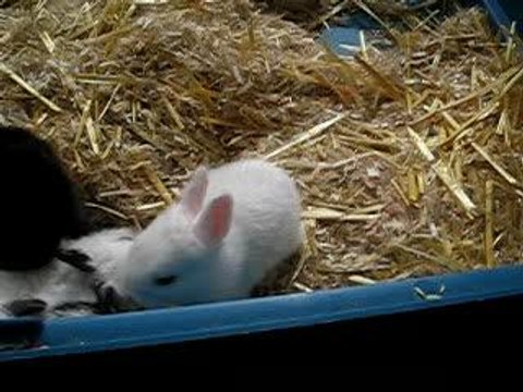 Ptits zazous : lapinou gamelle