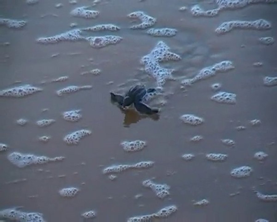 emergence tortue 3