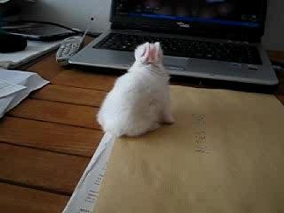 Ptits zazous : lapinou devant le pc